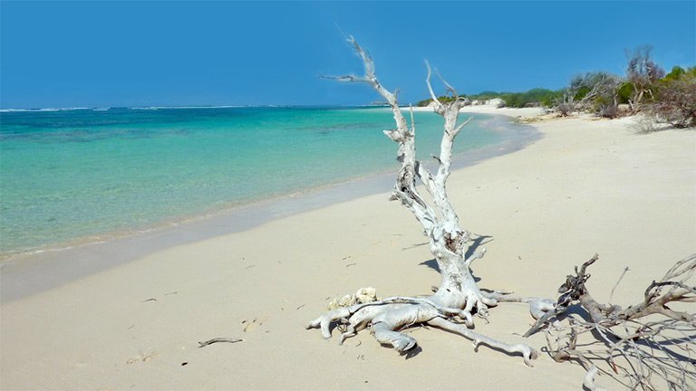 Maravillosas playas de arena blanca con madera flotante
