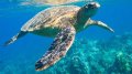 Meet sea turtle snorkeling in the caribbean sea on sailing cruise