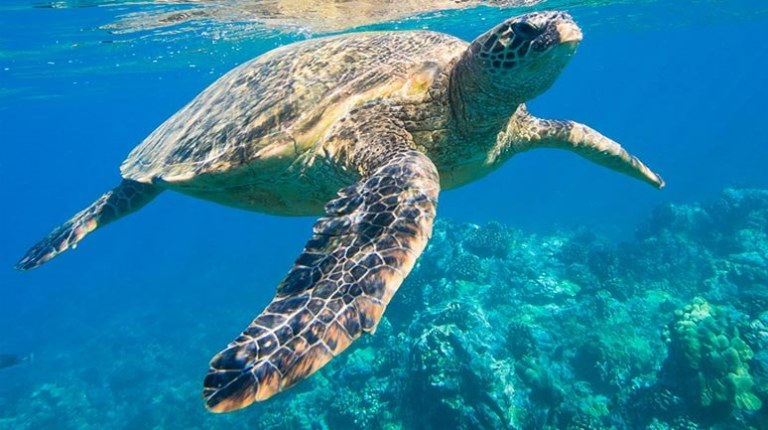 Rencontrez des tortues de mer en apnée dans la mer des Caraïbes lors d'une croisière à la voile