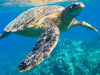 Meet sea turtle snorkeling in the caribbean sea on sailing cruise