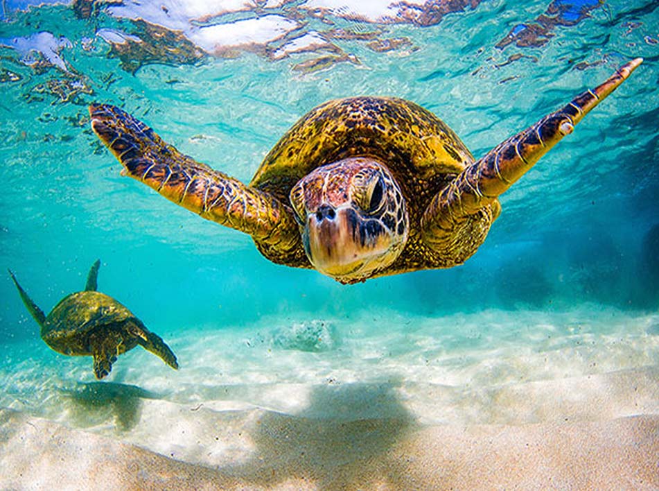 Schwimmen mit den Meeresschildkröten